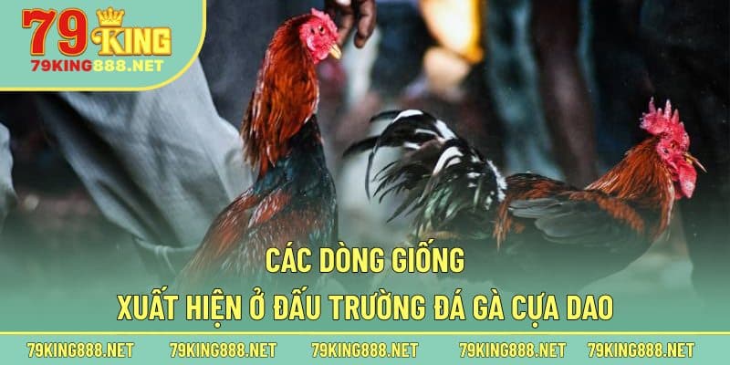Các dòng giống xuất hiện ở đấu trường đá gà cựa dao