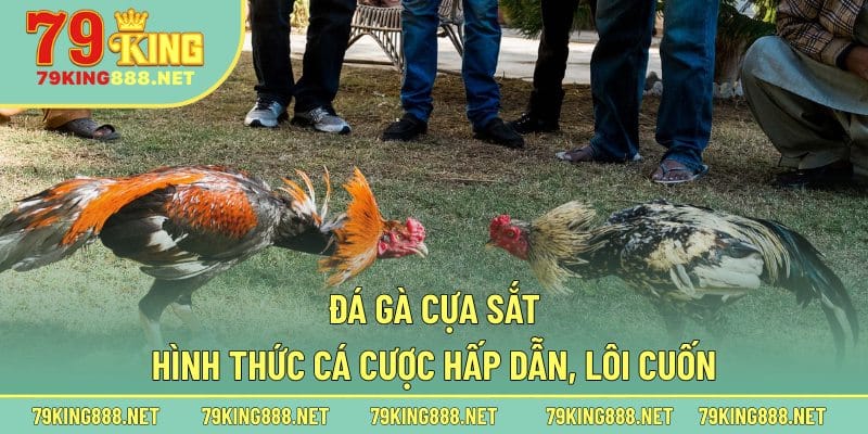 Tìm hiểu chi tiết hình thức đá gà cựa sắt trực tiếp là gì?