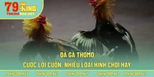 Nhập môn cá cược đá gà Thomo cho kê thủ mới đến