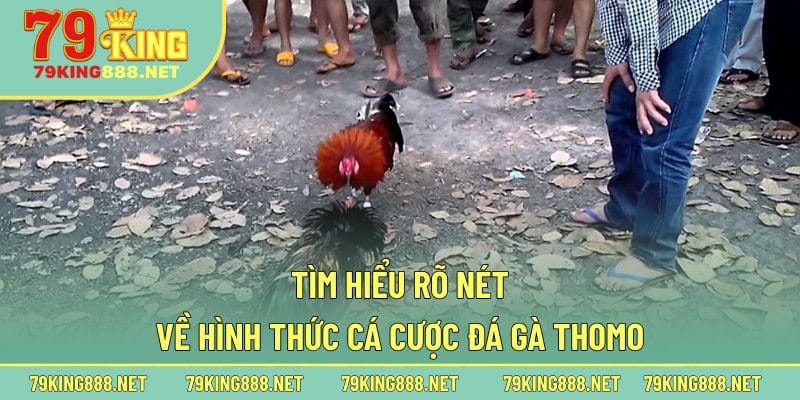 Tìm hiểu rõ nét về hình thức cá cược đá gà Thomo