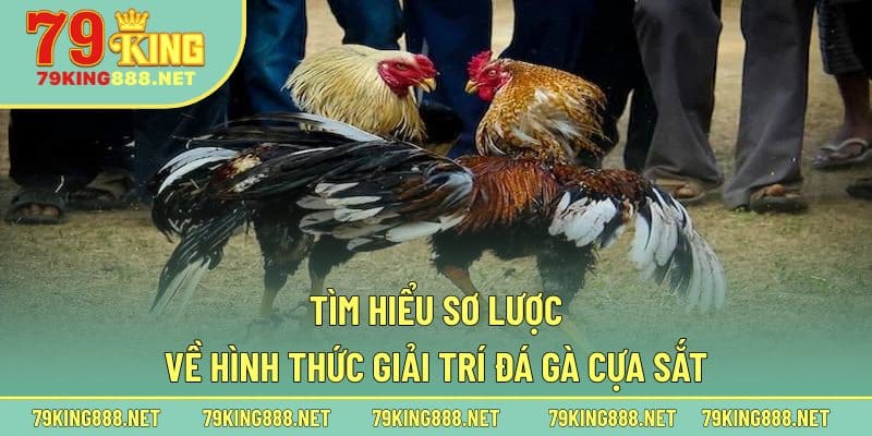 Tìm hiểu chi tiết hình thức đá gà cựa sắt trực tiếp là gì?