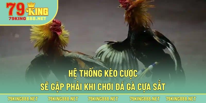 Hệ thống kèo cược sẽ gặp phải khi chơi đá gà cựa sắt