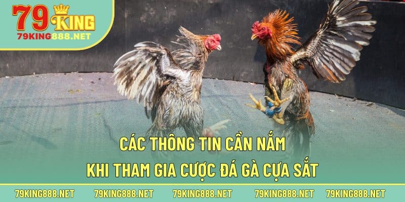 Các thông tin cần nắm khi tham gia cược đá gà cựa sắt