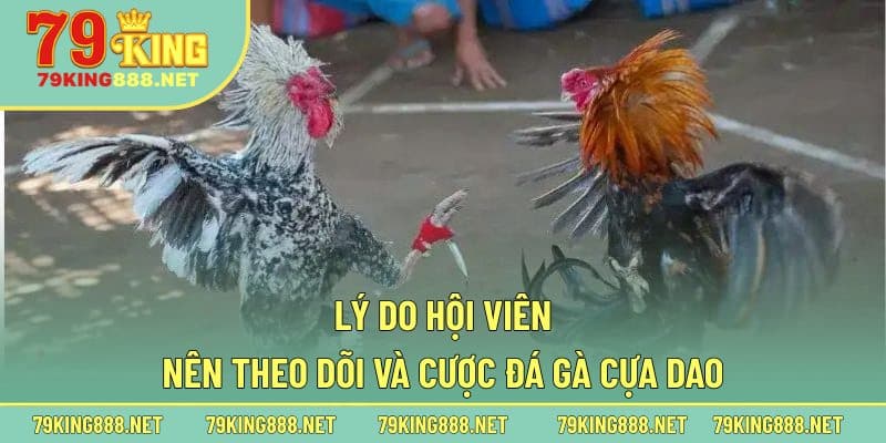 Lý do hội viên nên theo dõi và cược đá gà cựa dao