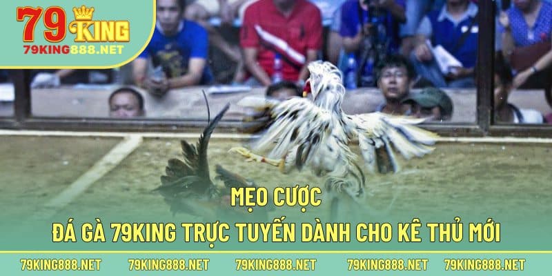 Mẹo cược đá gà 79king trực tuyến dành cho kê thủ mới